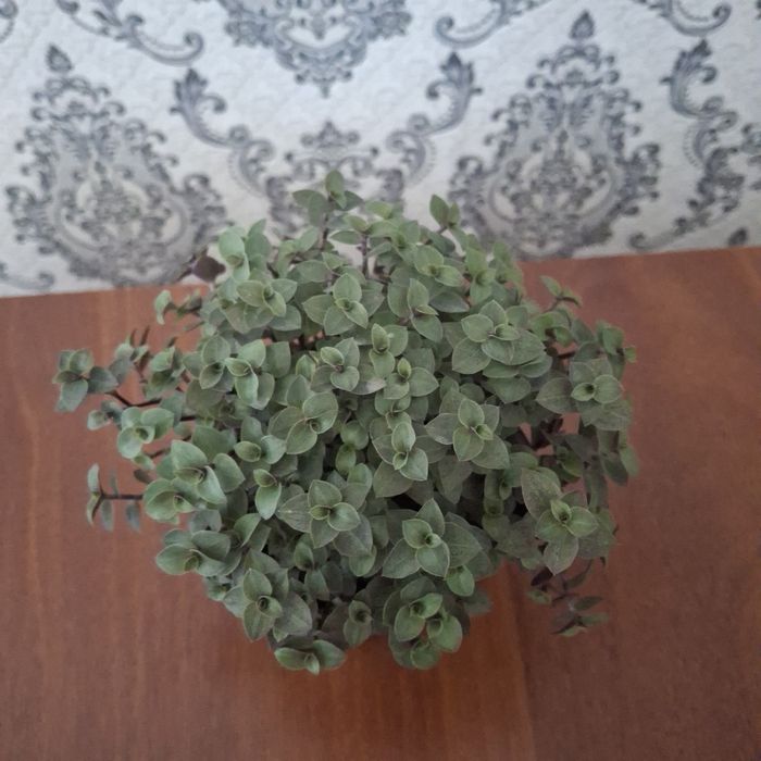 Продам цветы разных сортов