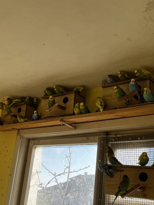 Вълнисти папагали