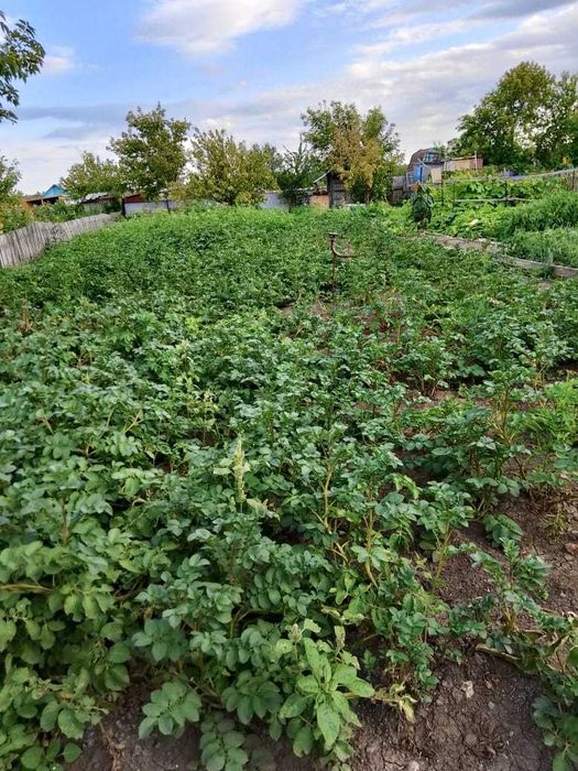 Продам дачу в Дамсе