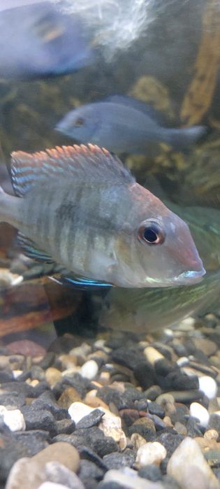 Красноголовый геофагус