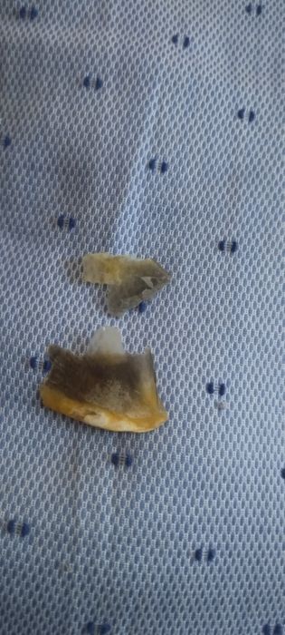 Чешуя черепахи очень прикольная