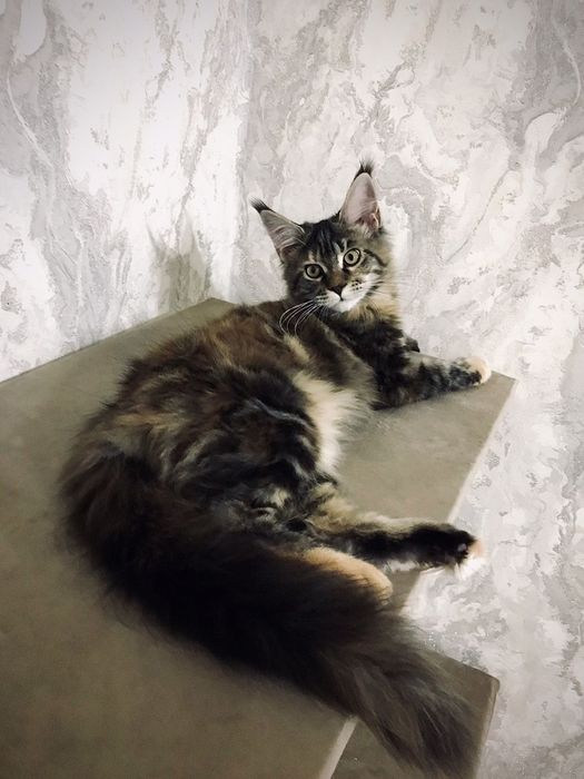 В продаже красотка девочка черепашка породы Мейн-кун