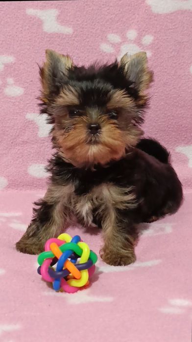 Мини Йоркширски териер момчета