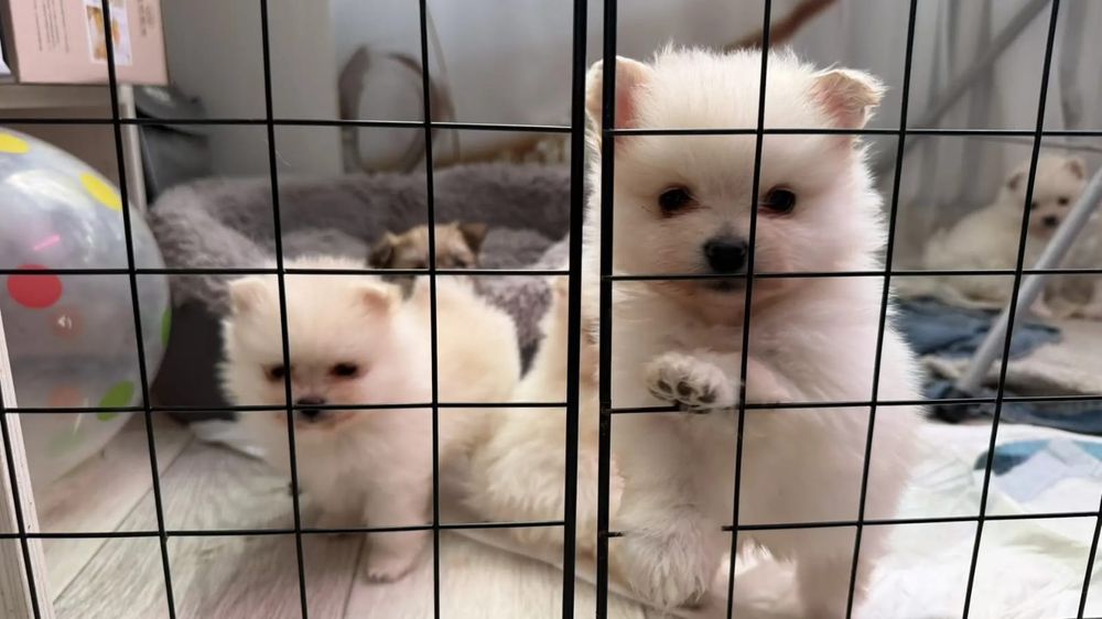 Порода собаки Шитцу