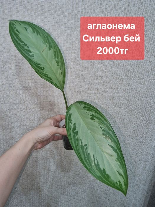 Продам комнатные растения