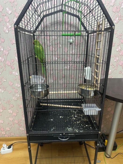 Продам попугая ожерелевый