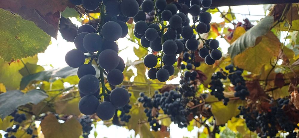 Struguri de vânzare