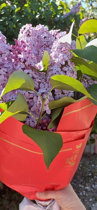 Сирень 1 ветка 500 тг