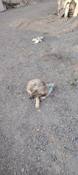 Продается собака