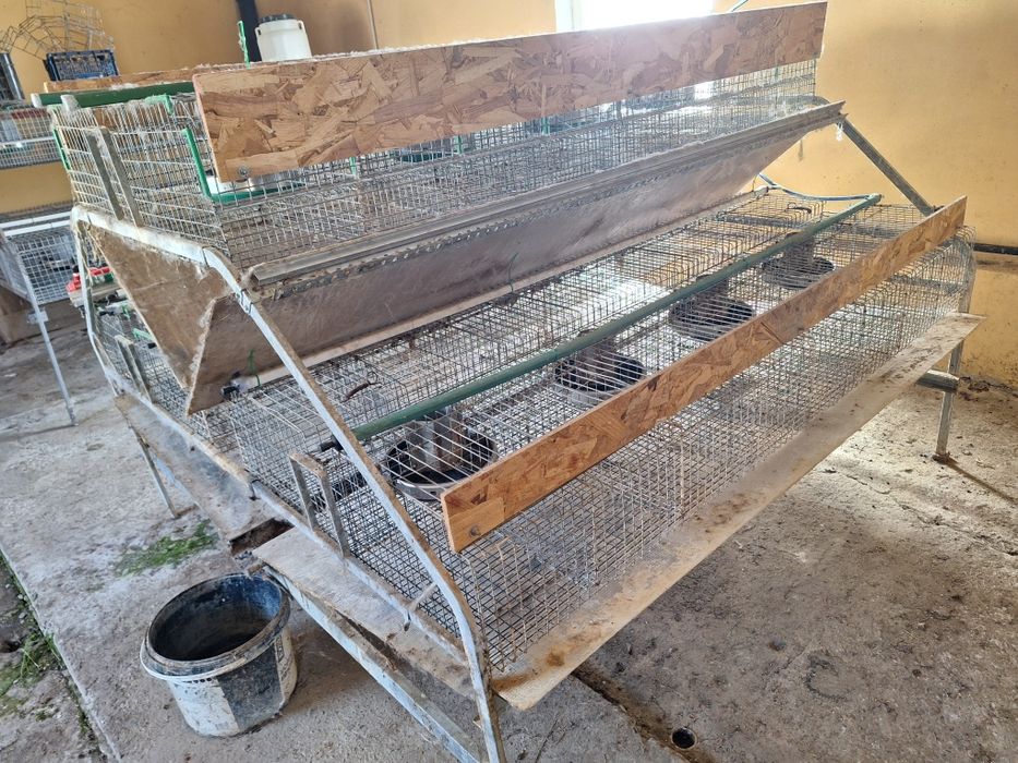 Custi iepuri profesionale