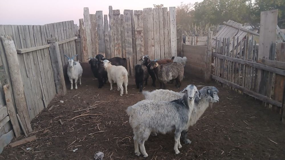 Продам срочно  коз
