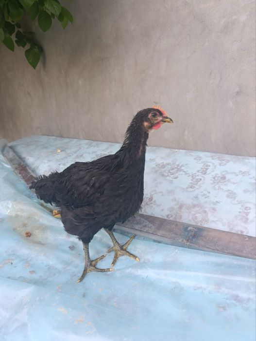 Jessiy jojalar sotiladi