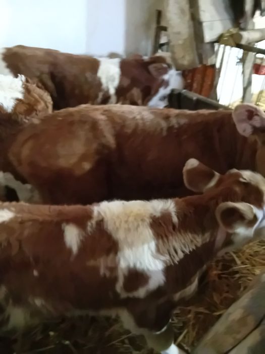 Taurasi și vitele baltate