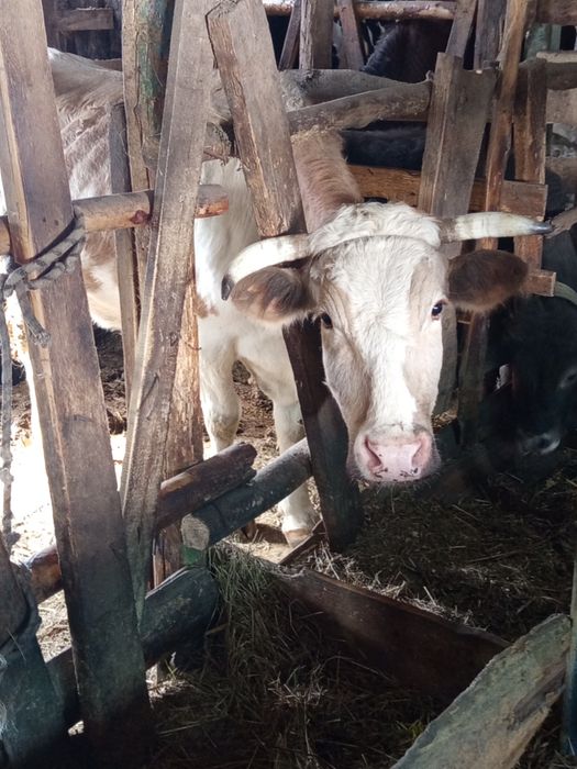 Продам телку и корову