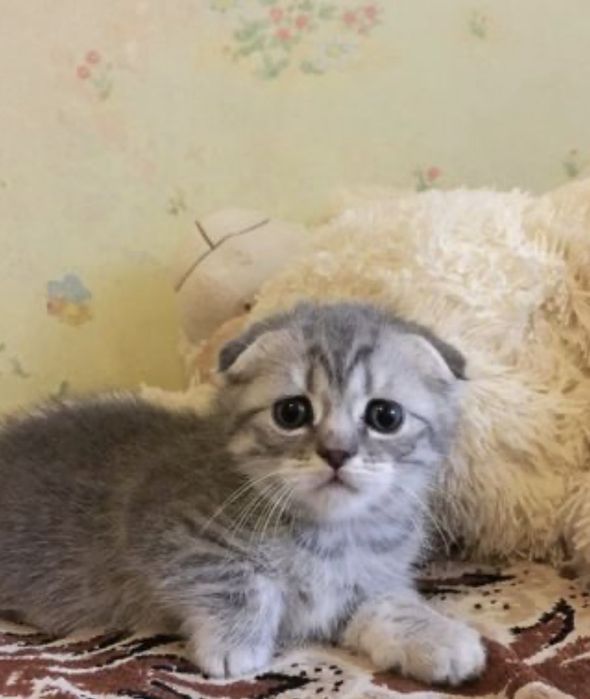 Серебристенькие Котята