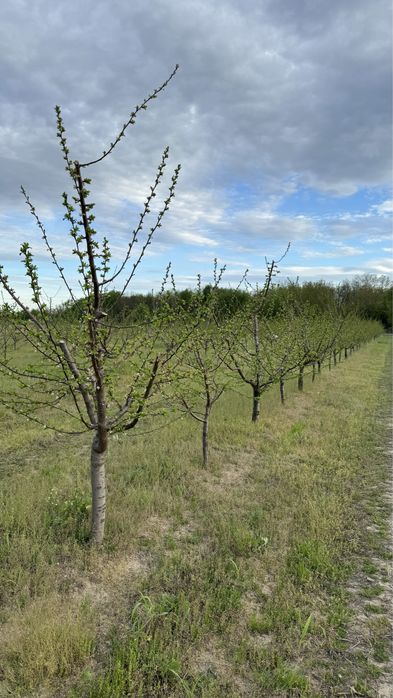 Продава се Земеделски имот в с. Крислово, Област Пловдив -  кв.м за 2267 €/дка - Снимка #11