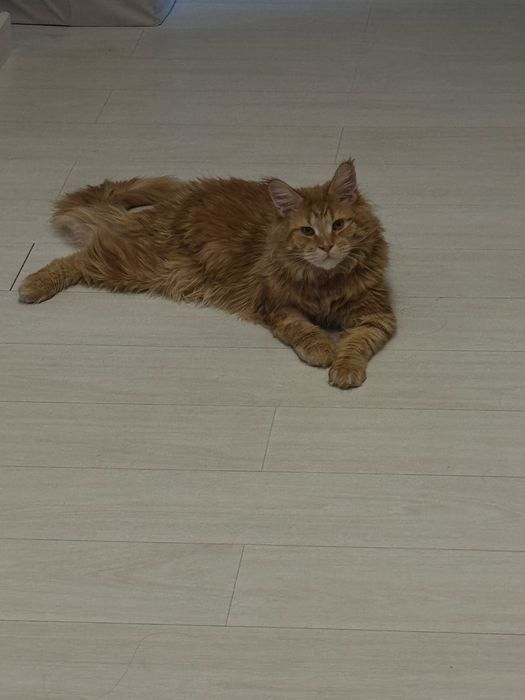 Продам кота породы мейн кун