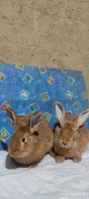 Бургундские кролики от европейских производителей. Куён /Қуён / Quyon