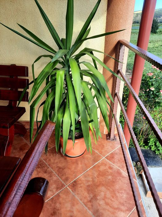 Vand plante de apartament