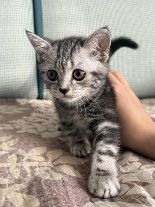 Котенок Скотиш Страйт