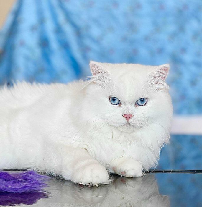 Британски Късокосмести котета - лицензиран развъдник