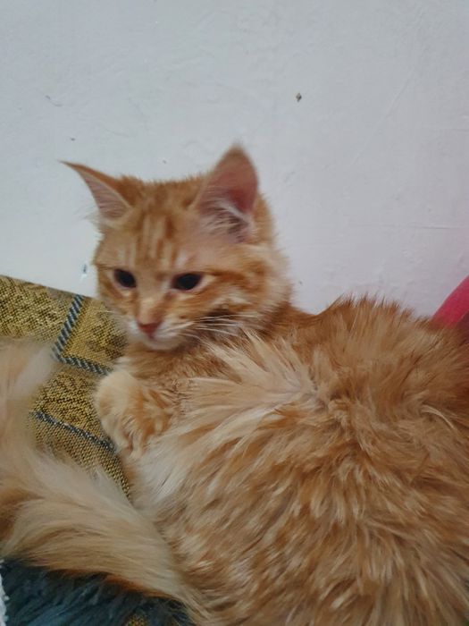 Даром отдам кота