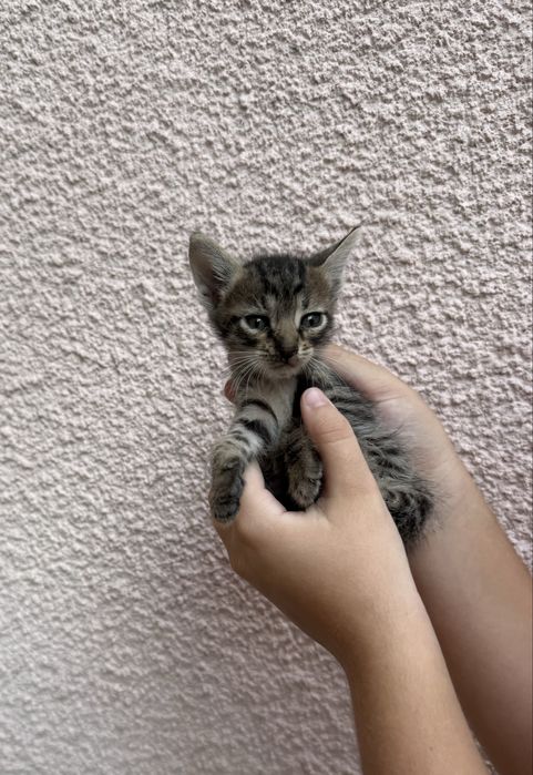 Подарявам малки котенца