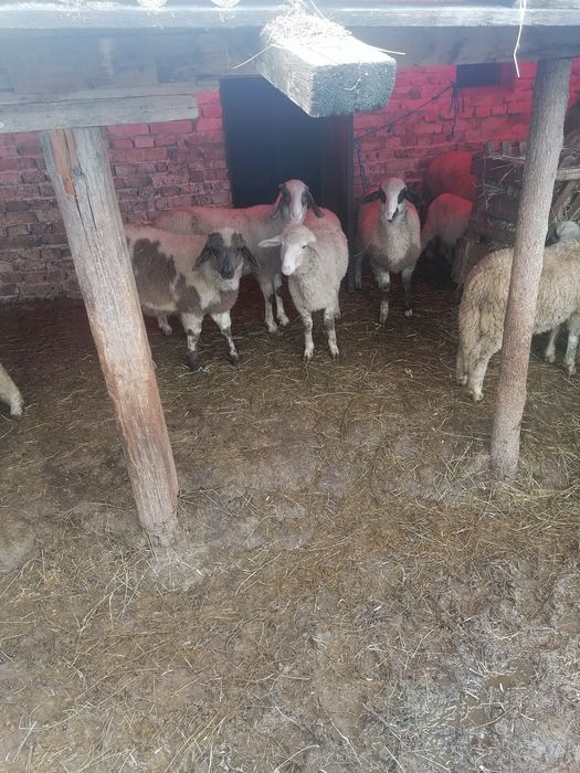 Продавам   агнета