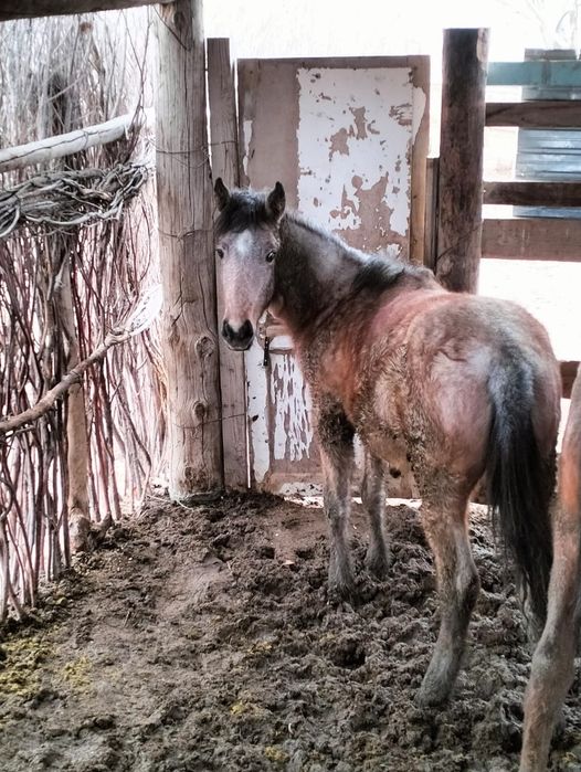 Тай сатылады лошадь