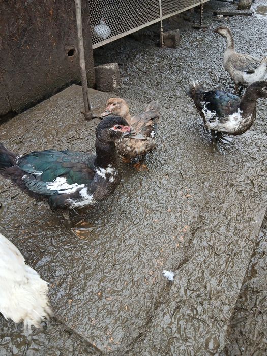 Rate mute și cocosi de vanzare