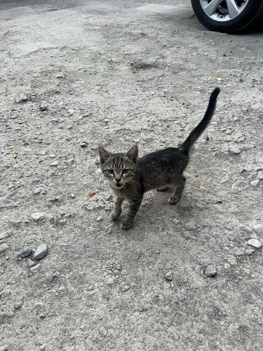 Котенок бесплатно