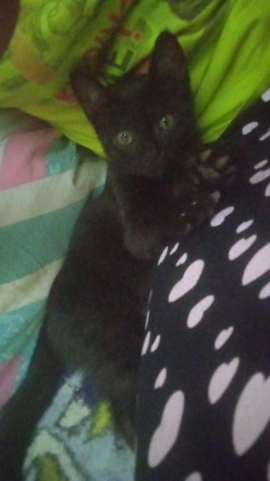 Одам в добрые руки котят