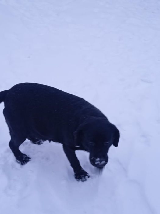 Пристраивается лабрадор