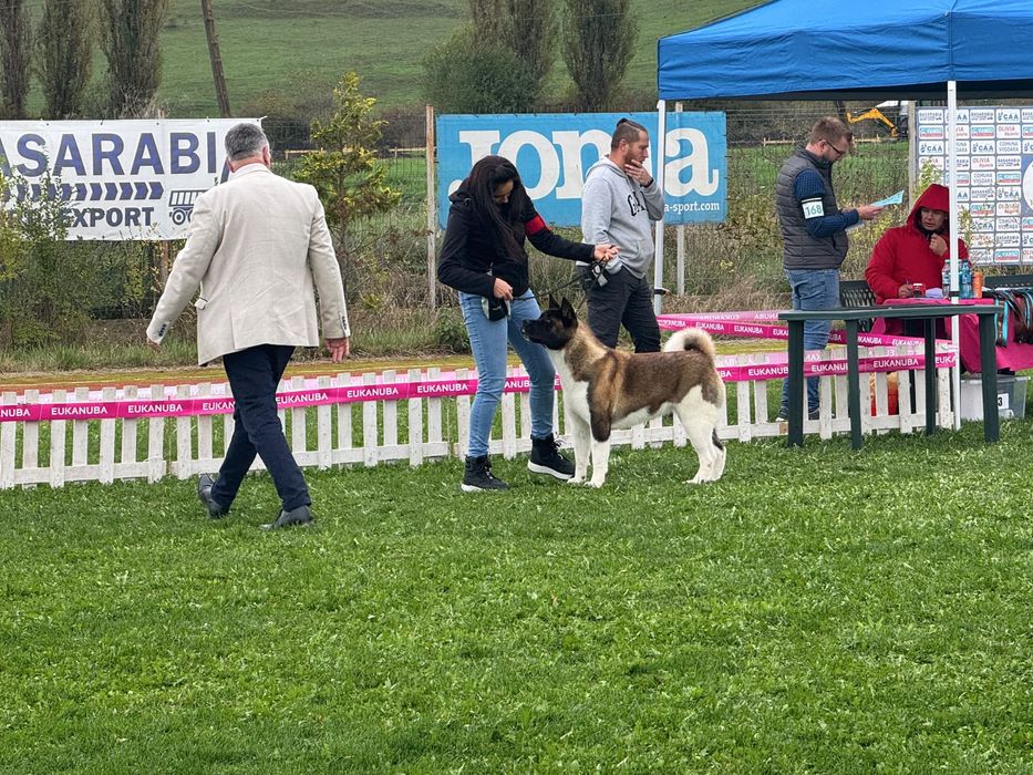 Vand akita american femela