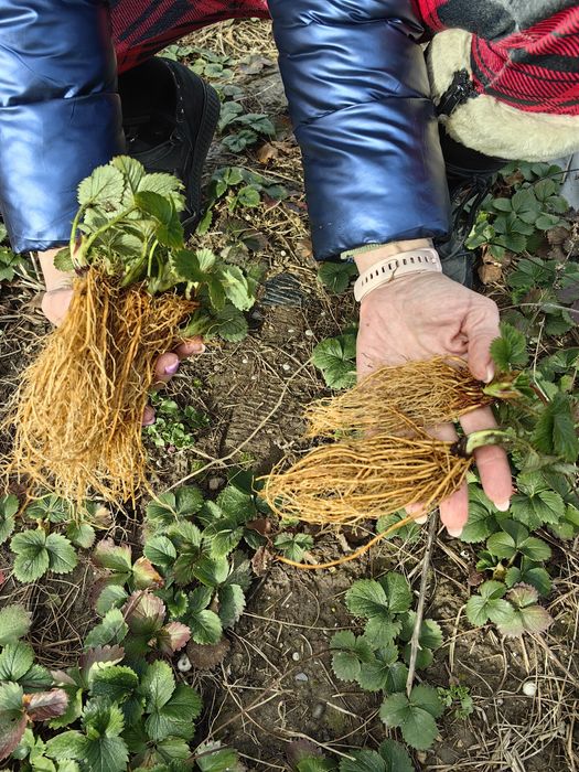 Разсад ягоди сорт Клери