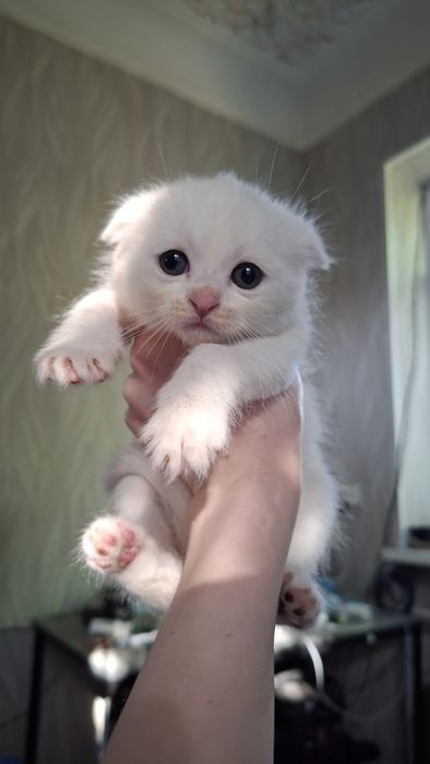 Котята 2 месяца.