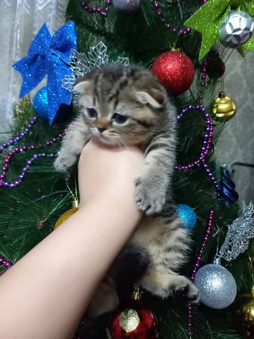 Продаются котята