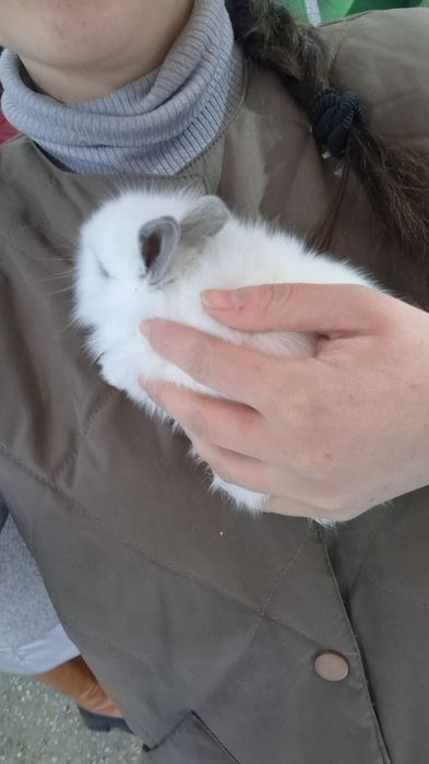 Поступление карликовых крольчат