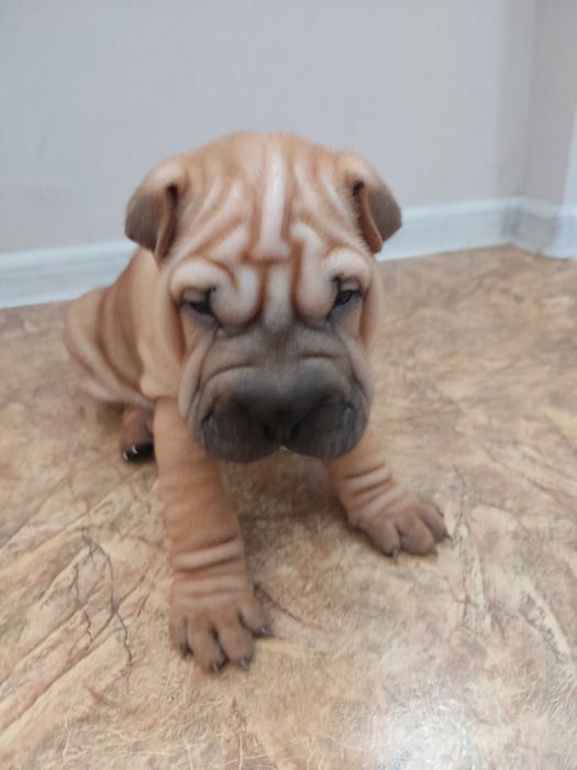 Продам щенков Шарпеев