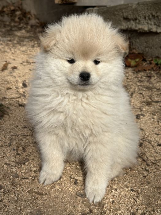 Кученце померан - шпиц