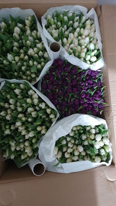 Тюльпаны из Голландии оптом