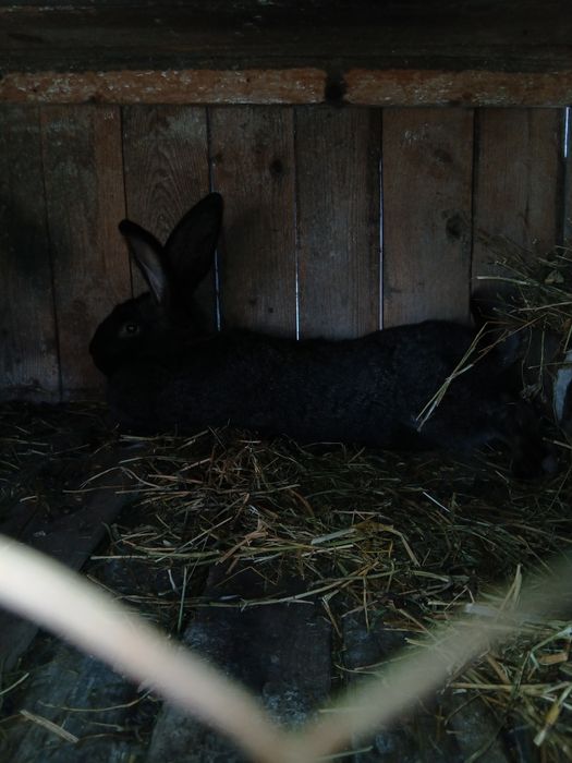 Vand doua femele urias german