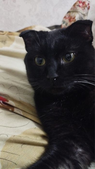 Розыск! Пропал кот