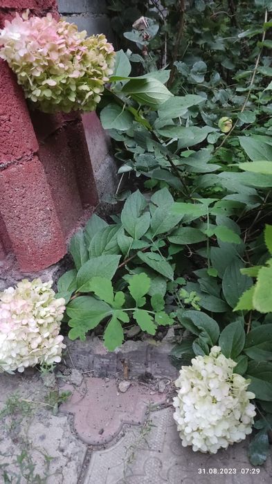 Продам  можжевельник туя