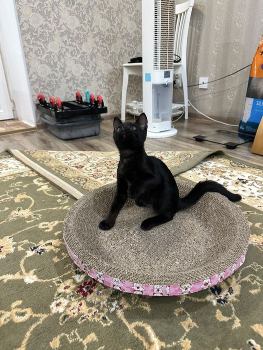 Котенок мальчик 3 месяца