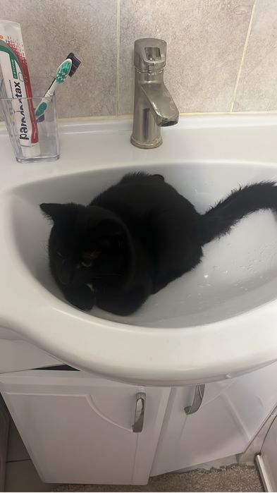 Отдам кота в добрые руки