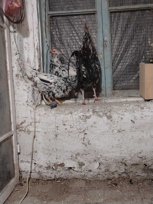 Xonaki parodali tovuqlari sotladi