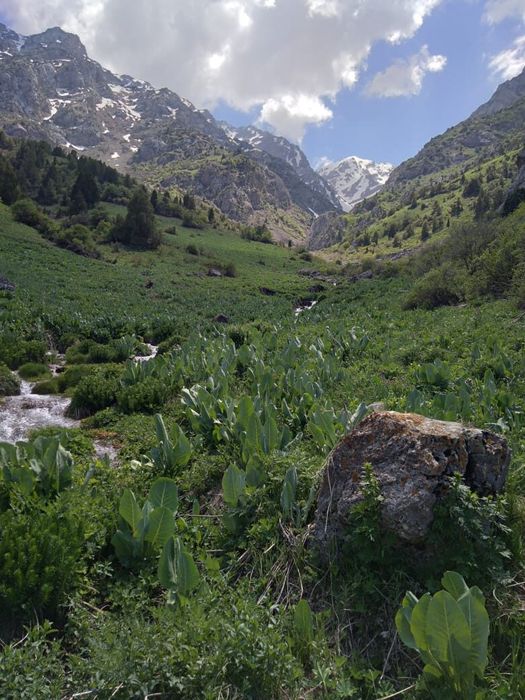 Участок под откорм скота (8га)