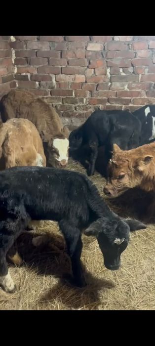 Телята бычки и тёлочки