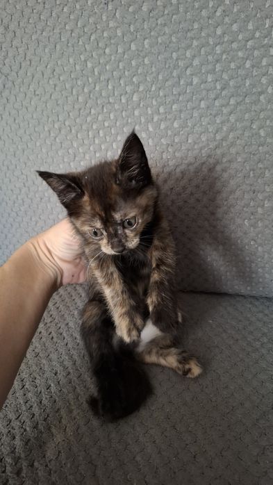 Отдам котёнка (девочка)